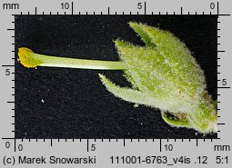 Verbascum densiflorum (dziewanna wielkokwiatowa)