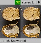 Echinocystis lobata (kolczurka klapowana)