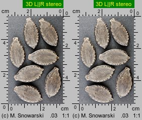 Echinocystis lobata (kolczurka klapowana)