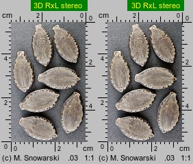 Echinocystis lobata (kolczurka klapowana)