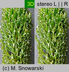 Ceratophyllum demersum (rogatek sztywny)