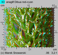 Ceratophyllum demersum (rogatek sztywny)