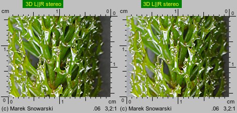 Ceratophyllum demersum (rogatek sztywny)