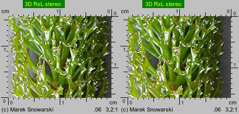 Ceratophyllum demersum (rogatek sztywny)