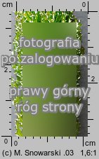 Ceratophyllum demersum (rogatek sztywny)