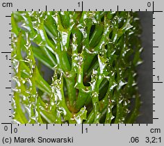 Ceratophyllum demersum (rogatek sztywny)