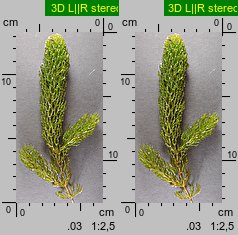 Ceratophyllum demersum (rogatek sztywny)