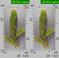 Ceratophyllum demersum (rogatek sztywny)