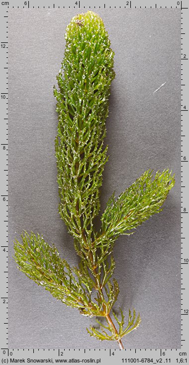 Ceratophyllum demersum (rogatek sztywny)