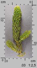 Ceratophyllum demersum (rogatek sztywny)