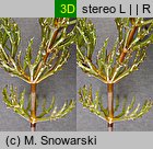 Ceratophyllum demersum (rogatek sztywny)