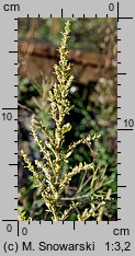 Amaranthus albus (szarłat biały)