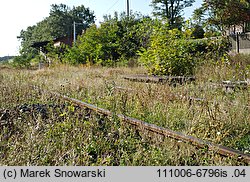 Amaranthus albus (szarłat biały)