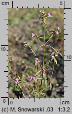 Galeopsis angustifolia (poziewnik wąskolistny)