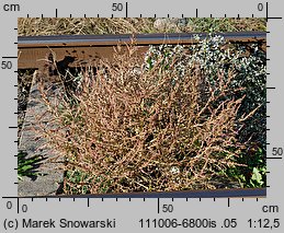 Amaranthus albus (szarłat biały)