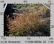 Amaranthus albus (szarłat biały)