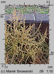 Amaranthus albus (szarłat biały)