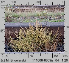 Amaranthus albus (szarłat biały)