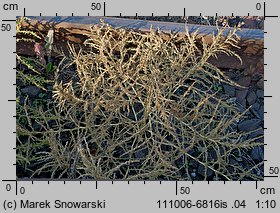 Amaranthus albus (szarłat biały)