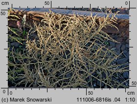 Amaranthus albus (szarłat biały)