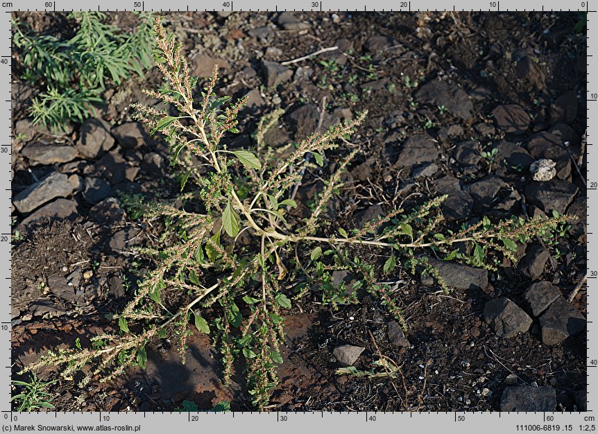 Amaranthus albus (szarłat biały)