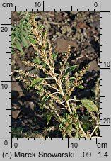 Amaranthus albus (szarłat biały)