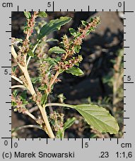 Amaranthus albus (szarłat biały)