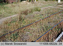 Amaranthus albus (szarłat biały)