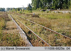 Amaranthus albus (szarłat biały)