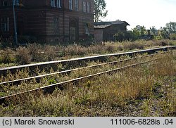 Amaranthus albus (szarłat biały)