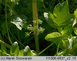 Apium nodiflorum (selery węzłobaldachowe)