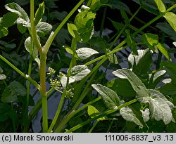 Apium nodiflorum (selery węzłobaldachowe)