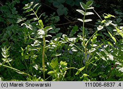 Apium nodiflorum (selery węzłobaldachowe)