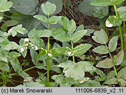 Apium nodiflorum (selery węzłobaldachowe)