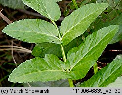 Apium nodiflorum (selery węzłobaldachowe)