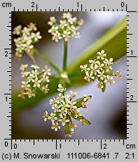 Apium nodiflorum (selery węzłobaldachowe)