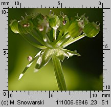 Apium nodiflorum (selery węzłobaldachowe)