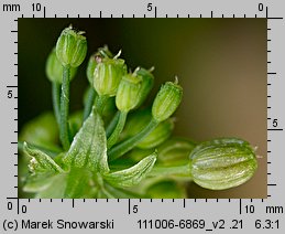 Apium nodiflorum (selery węzłobaldachowe)