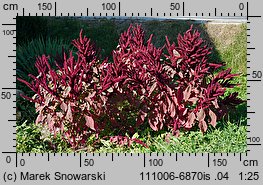 Amaranthus cruentus (szarłat wyniosły)