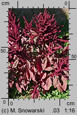 Amaranthus cruentus (szarłat wyniosły)