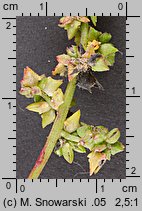 Atriplex patula (łoboda rozłożysta)