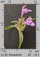 Galeopsis angustifolia (poziewnik wąskolistny)