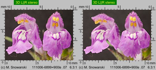 Galeopsis angustifolia (poziewnik wąskolistny)