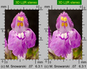 Galeopsis angustifolia (poziewnik wąskolistny)