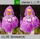 Galeopsis angustifolia (poziewnik wąskolistny)