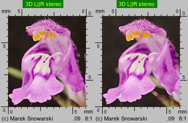 Galeopsis angustifolia (poziewnik wąskolistny)