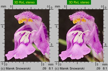 Galeopsis angustifolia (poziewnik wąskolistny)