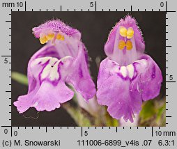 Galeopsis angustifolia (poziewnik wąskolistny)