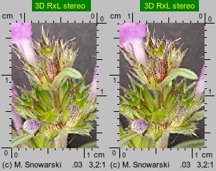 Galeopsis angustifolia (poziewnik wąskolistny)