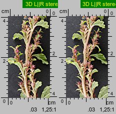 Amaranthus albus (szarłat biały)